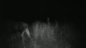 Лось на гонной яме