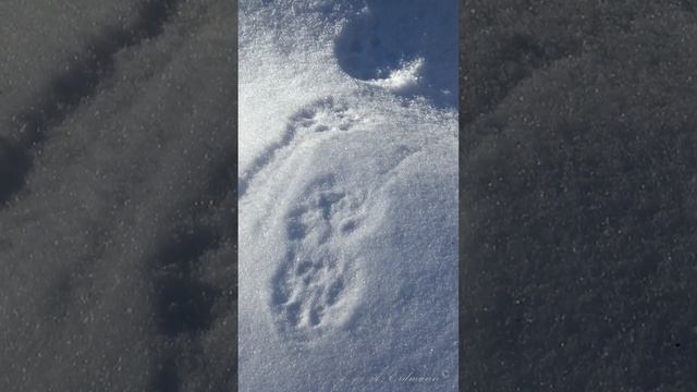 РЫСЬ Eurasian Lynx. Следы зверей