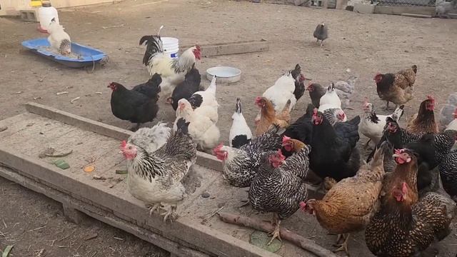 ПОДГОТОВКА КВАРТИРЫ ДЛЯ УТЯТ / НАША ФЕРМА ? смотреть онлайн