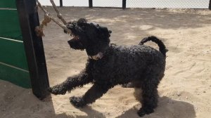 Керри блю терьер на прогулке