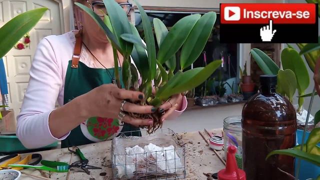 Replantando a Percivaliana Concolor no cachepo de tela galvanizada. смотреть онлайн