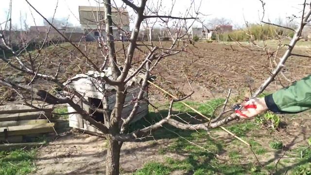 Весенняя обрезка абрикоса формировка Веретено - советы по обрезке абрикоса Николай Николаев / Херсо смотреть онлайн