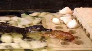 ЧТО ЕСЛИ КРОКОДИЛ УВИДИТ КАЙМАНОВУЮ ЧЕРЕПАХУ? -  АТАКОВАЛ!