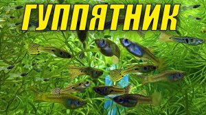 Аквариум с гуппи спустя 3 недели! ГУППЯТНИК 30 ЛИТРОВ