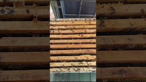 Повторная обработка бипином через 7 дней. Неожиданный результат. 🤔😵💫