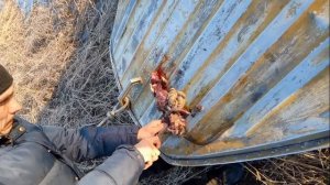 Разделывание и приготовление ондатры