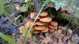 СБОР ГРИБОВ ОПЯТА-Собираем грибы опята в Иланском районе Красноярского края