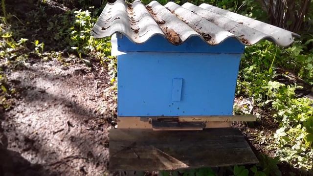 делема и загадка, где матка? 26 мая обстановка на пасеке. смотреть онлайн