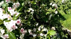 Цветение вейгелы. Лето 2021.