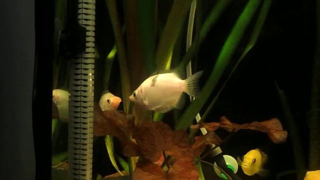 Целу́ющийся гура́ми, или хелосто́ма (лат. Helostoma temminckii) смотреть онлайн