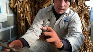 Нельзя идти против природы. Обезроживания коз козлят