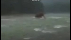 Живой Мамонт. Четкие съемки в конце ролика в Сибири они не вымерли они живы