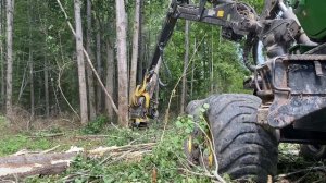 Осиновая роща,много осины …