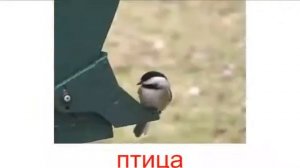 Голоса домашних животных Для малышей