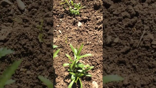 Тысячелистник ПТАРМИКА (высадка рассады на грядку)4.05.23 выращивание из семян смотреть онлайн