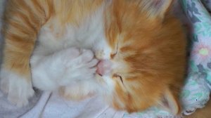 How does a Kitten purr? / Nice kitten / Cat purrs - Как мурлычет котенок? Кот урчит!!!