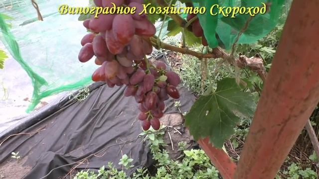 Виноград 2022. Борисфен смотреть онлайн