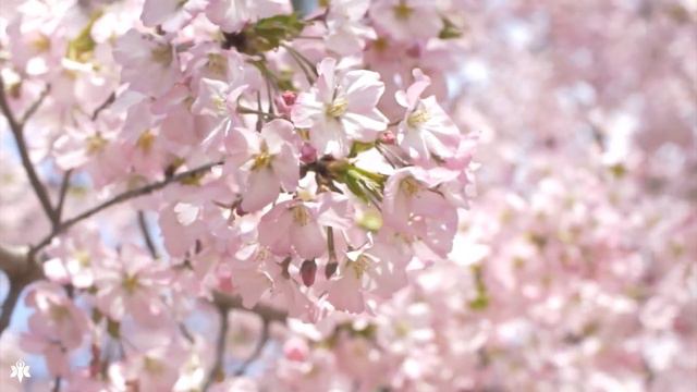 Ультра расслабляющая музыка чтобы успокоить разум, перестать думать 🌿 музыка для сна, души и тела
