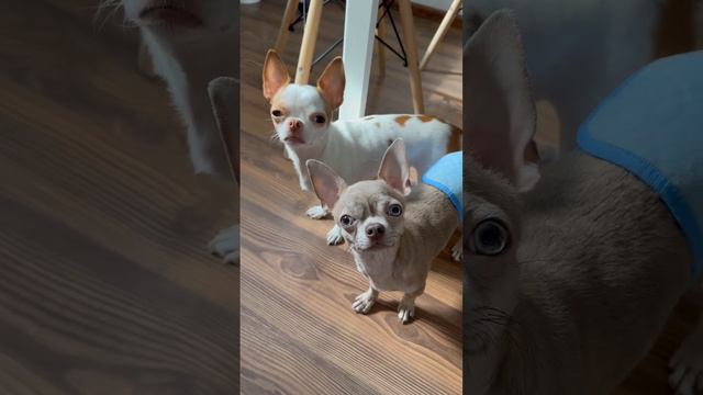 так кушать или гулять ?😃 #chihuahua #dog #собака #чихуахуа