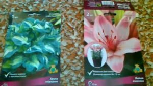 Пересорт лилия, хоста от Поиск.