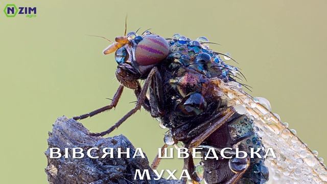 Захист зернових від шкідників. Інсектицид для пшениці та ячменю смотреть онлайн