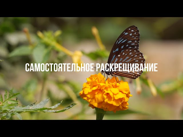 Самостоятельное Раскрещивание