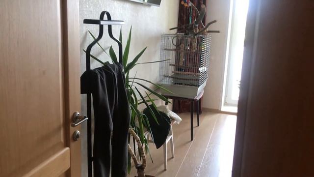 Сенегальский попугай/19/Кузя прощается, говорит "пока" смотреть онлайн