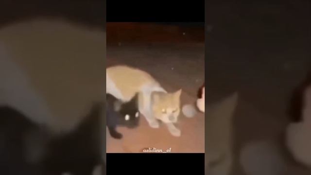 Ночью кошки видят хорошо! #funny #animal