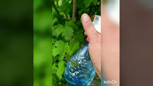 Як позбавитися від попелиці без ядів