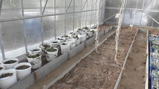 Как перезимовала клубника в ведрах и чем обработать в первую очередь. смотреть онлайн