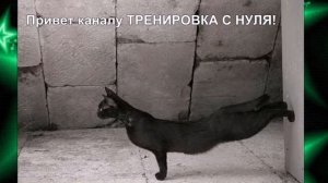 Жил да был чёрный кот за углом День чёрного кота