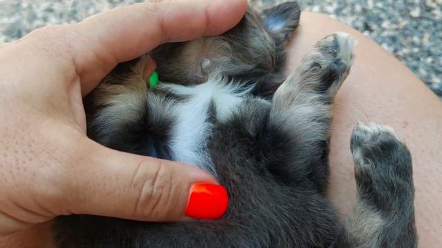 продажа чихуахуа Шарм Купидонович питомник Кастропуло Крым +79787458062 viber WhatsApp telegram смотреть онлайн