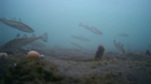 Навага. Зубарь. 13 января 2023. Рыбалка в приморском крае. Шкотовские меляки. Махалки.