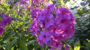 Сто - Ведьма