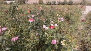 Плетистые розы, сорт Пиппин, питомник роз Полины Козловой