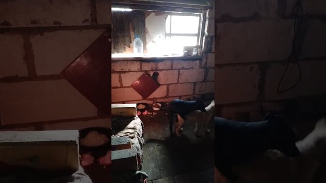 Собираемся на Виленский ... ? смотреть онлайн