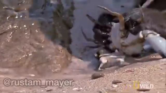 Давидыч в мире животных вторая часть смотреть онлайн