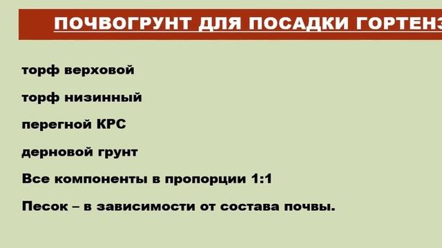 #Посадкагортензии. Сажаем правильно! Гортензии FOREVER!