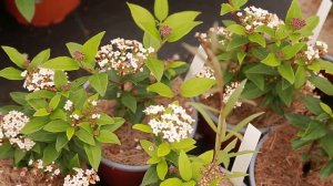 Калина лавролистная Єва Прайс / Viburnum Eve Price Арт.2387