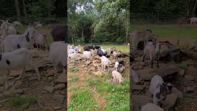 throwback. goat herd playing on rocks 6-2-21