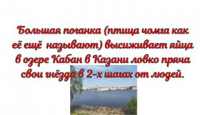 Большая поганка (птица чомга как её ещё называют) высиживает яйца в озере Кабан в Казани ловко пряча