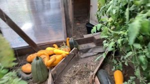 Выгул для кур несушек на зиму. Два в одном: теплица и зона для прогулок (вольер)