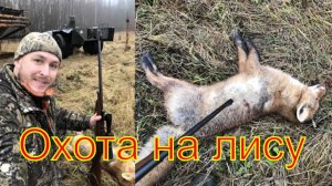 Охота на лису с манком \ Vulpes vulpes \ fox  22lr