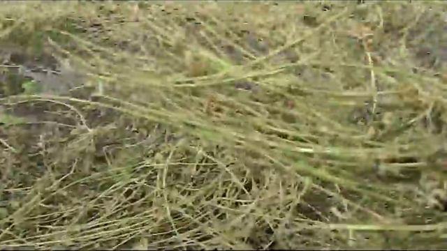 Отвозила кушать,заехала на поле.Боюсь грома и молний. смотреть онлайн