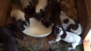 прикорм щенков Курцхаара