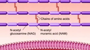 Грамположитеьные и грамотрицательные бактерии