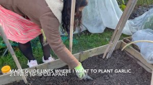 🎃😱Life of a garlic, one bulb to 10 bulb from supermarket garlic, Soil preparation Harvesting, no di