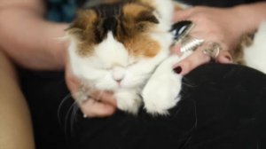 Разговор с заводчиком: ШОТЛАНДСКИЕ КОШКИ