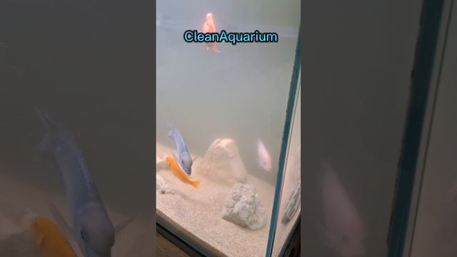 CleanAquarium - гарантия качественного обслуживания аквариумов!