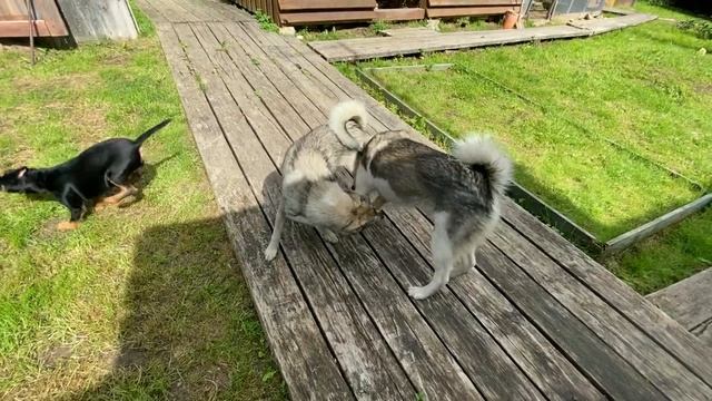 Собрали СМОРОДИНУ! Поездка в НИКОЛО - ПОЛОМУ! В восторге от избушки! Первые ЗАГОТОВКИ! #деревня смотреть онлайн